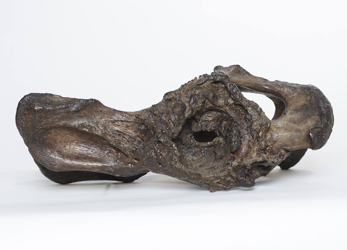 Fossilized saber-toothed cat pelvis from the La Brea Tar Pits and Museum.