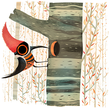 Illustration of a woodpecker by Raul Arias.